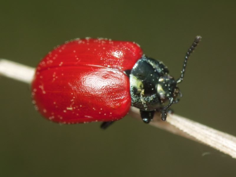 Chrysomela populi Linnaeus, 1758